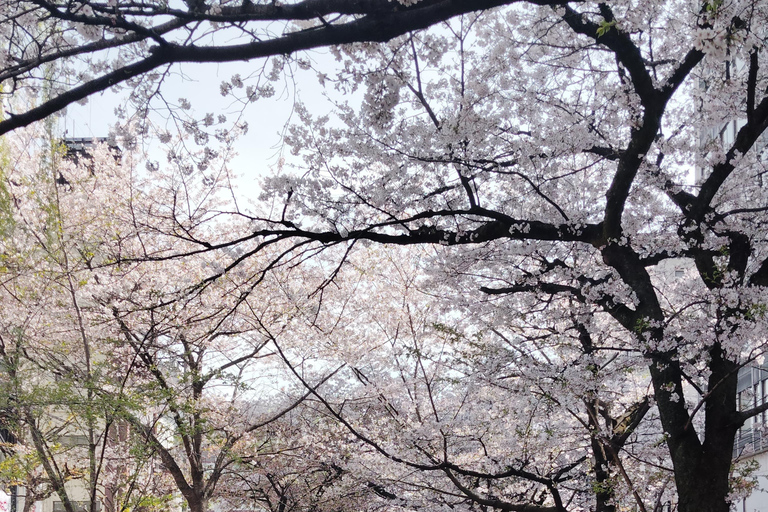 Kyoto: Private guided Tour with English speaking guide