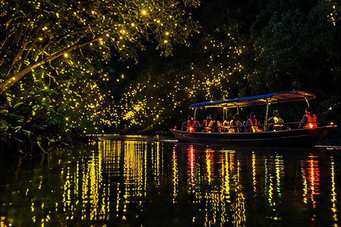 Kuala Selangor: Firefly & Blue Tears Night Tour