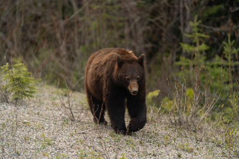 Morning Wildlife Viewing Tour - Banff/Canmore Pick-up Banff Morning Safari Drive
