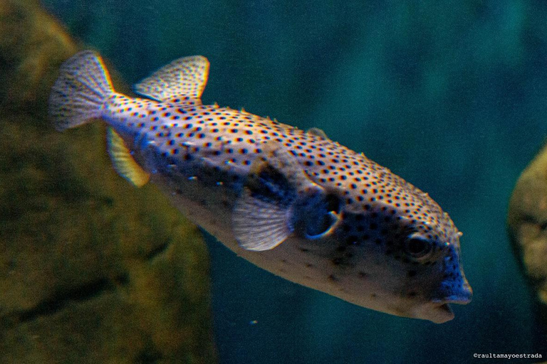 Río de Janeiro: ticket de entrada a AquaRio
