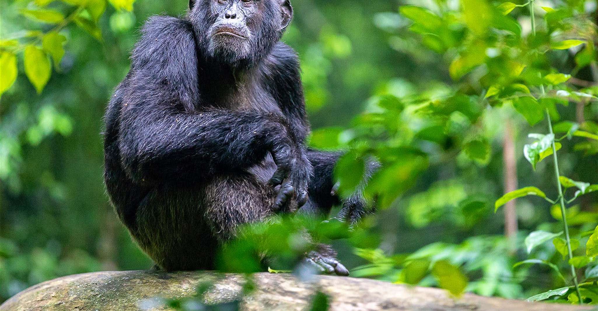 4 Day Kibale Forest Chimpanzee Tracking - Housity