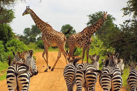 Zanzibar: Mikumi National Park Safari with Flight