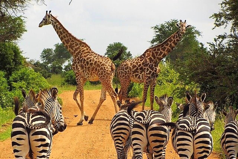 Zanzibar: Mikumi National Park Safari with Flight