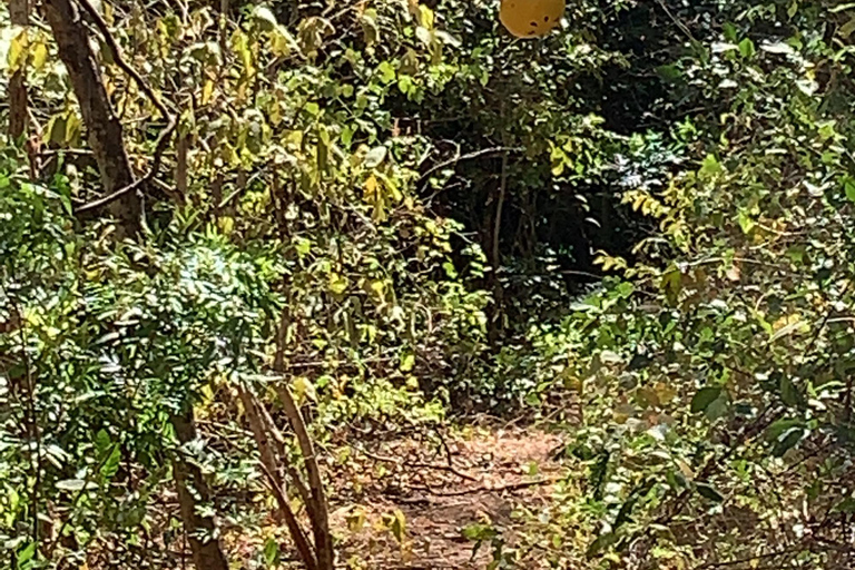 Tamarindo: Tirolesa na selva costarriquenhaTirolesa na selva costarriquenha