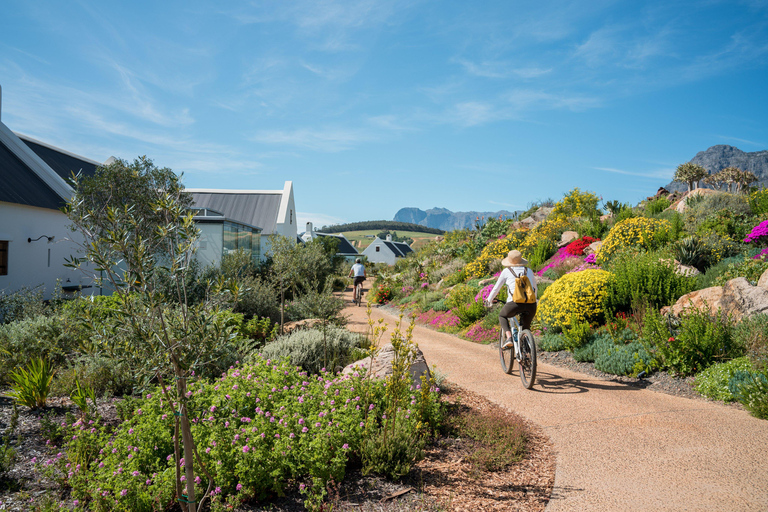 Cape Town: Cape Winelands and Vineyard Tour with Guide