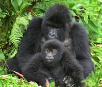 Uganda, Gorilla Trekking de 5 días y experiencia en el lago Bunyonyi - Housity