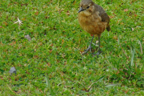 Parque Nacional Antisana - Avistamiento del Cóndor Andino