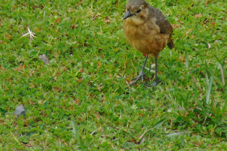 Parque Nacional Antisana - Avistamiento del Cóndor Andino