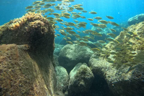 Gran Canaria: Snorkel tour with boat on the west coast