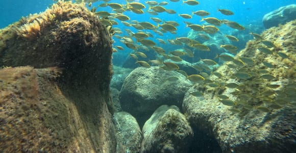 Gran Canaria: Snorkel tour by boat on the west coast