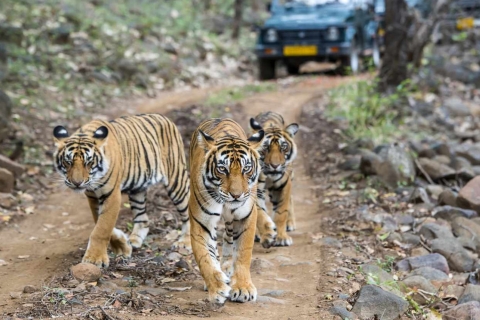 Excursión privada de una noche: Jaipur - Ranthambore Safari con Tigres