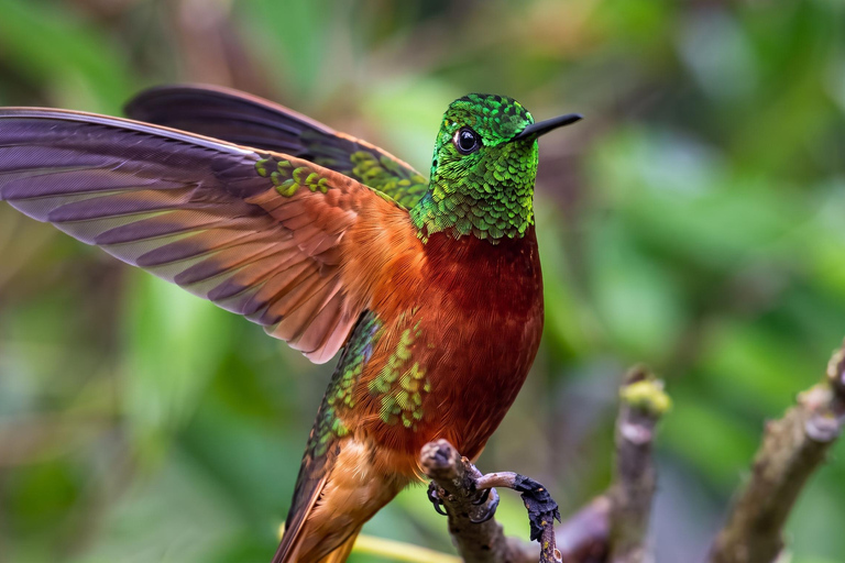 From Cusco: 4-Day Manu Cloud Forest Birdwatching Tour