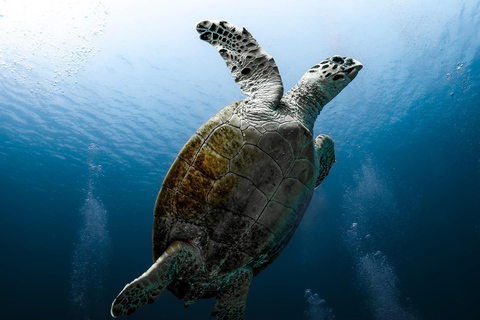 Miami: avistamiento de delfines y fauna desde Bayside