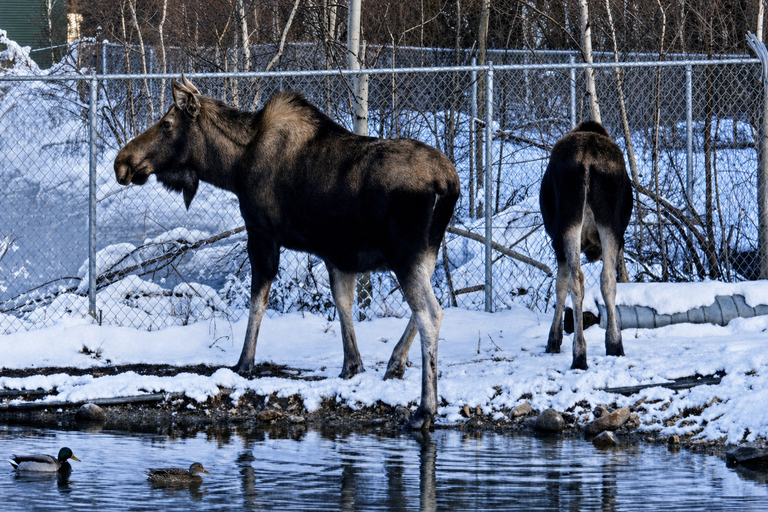 Fairbanks: Highlight Winter City Tour