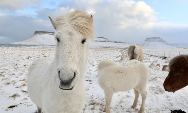 Visit From Reykjavík Full-day Golden Circle & Horse Riding Tour in Golden Circle, Iceland