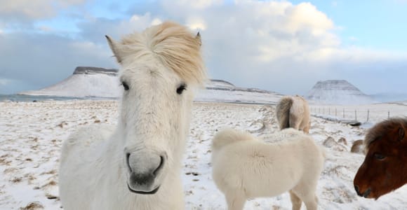 From Reykjavík: Full-day Golden Circle & Horse Riding Tour