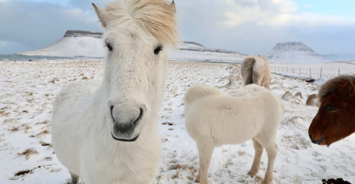 From Reykjavík Fullday Golden Circle & Horse Riding Tour GetYourGuide