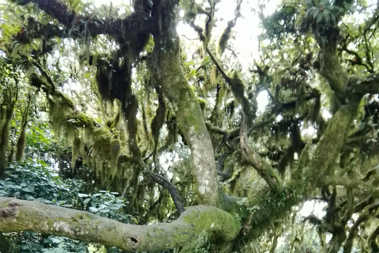 نيروبي: جولة مشي طويلة بصحبة مرشدين في تلال نغونغ مع حبل انزلاق اختياري