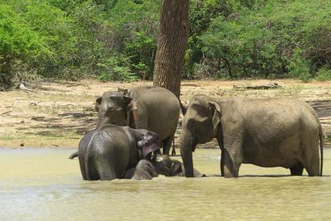 Kandy: Dambulla Cave Temple, Pidurangala, & Safari Tour
