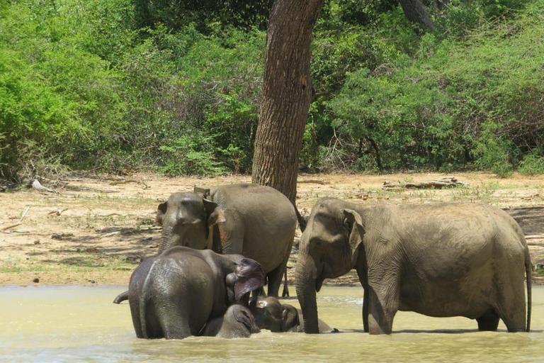 Kandy: Dambulla Cave Temple, Pidurangala, & Safari Tour