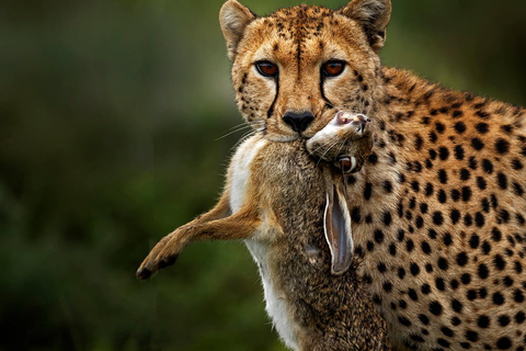 Lake Manyara NP e Cratera de Ngorongoro: Safári de 2 dias