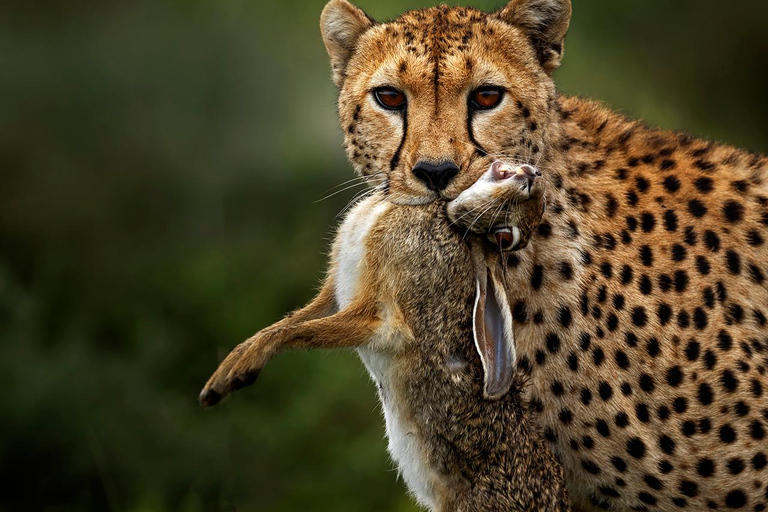 Lake Manyara NP e Cratera de Ngorongoro: Safári de 2 dias