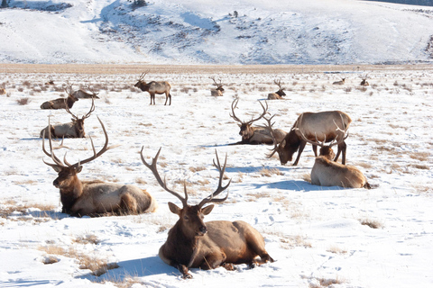 From Jackson Hole: Half-Day Grand Teton Winter Wildlife Tour