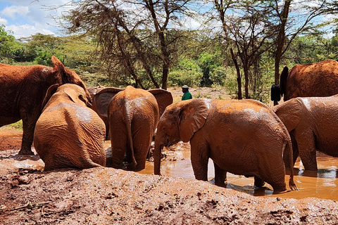 Nairobi: Elephant Orphanage Trust and Giraffe Center Tour