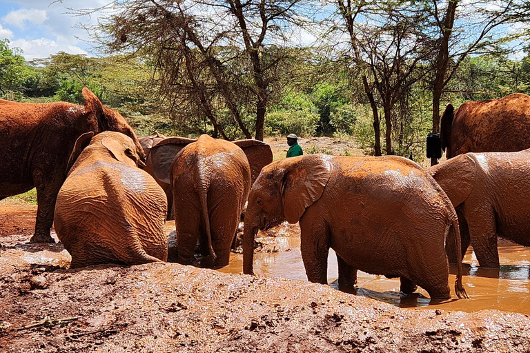 Nairobi: Elephant Orphanage Trust and Giraffe Center Tour