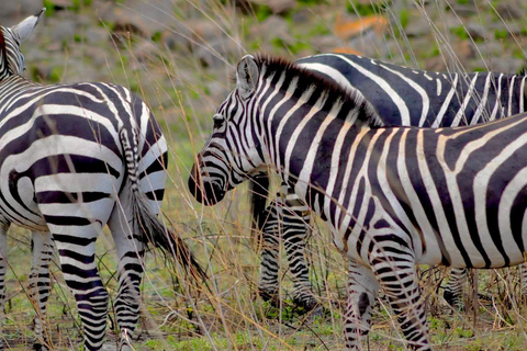 Tanzânia e Zanzibar: Aventura de lua de mel de 12 dias