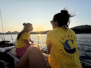 Dolphin Watching Sunrise