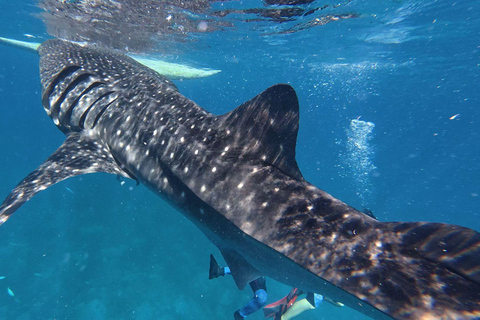 Cebu: Oslob Whaleshark Watching Canyoneering privé ophalen