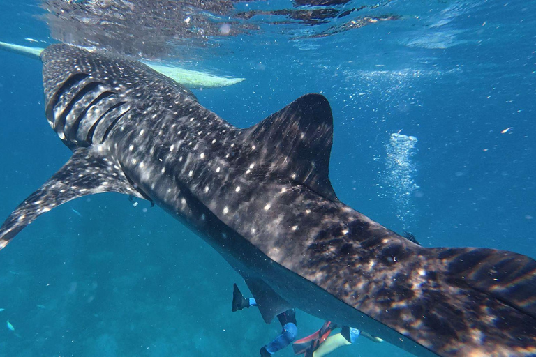 Cebú: Oslob Whaleshark Watching Canyoneering recogida privada