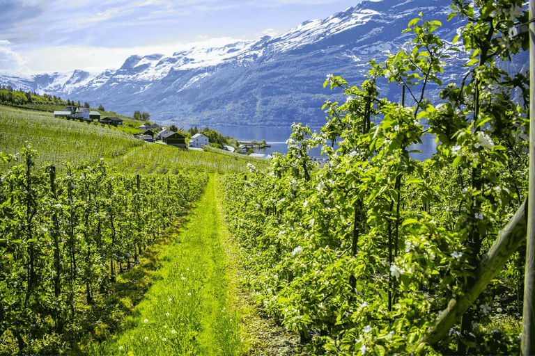 Wycieczka z przewodnikiem: Hardangerfjord, wodospady i przeprawa promem