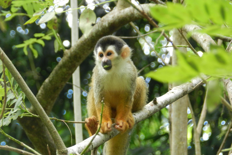 All in One: From Sirena to La Leona Corcovado Full Day Tour