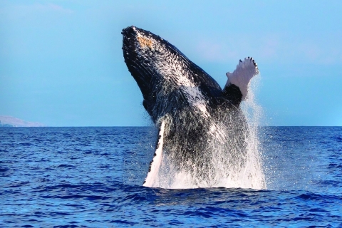 Honolulu: croisière en après-midi d'observation des baleines