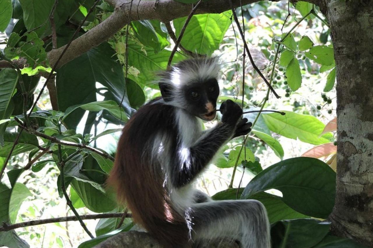 Zanzibar: Jozani forest, Reptile park and Salaam cave tour Private tour with Hotel pick up and drop-off included.