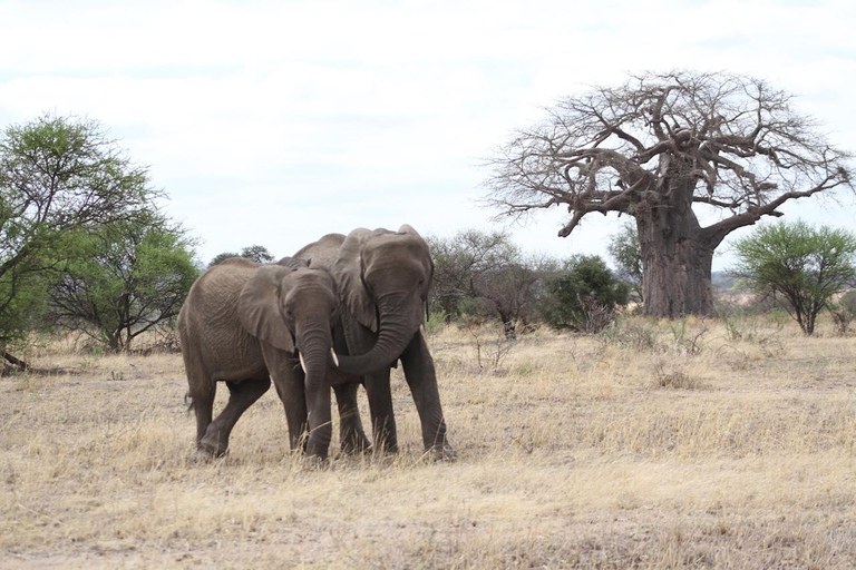 5 dagars migrationssafari i Serengeti