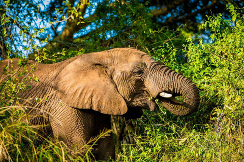 Safari na reserva de caça de Pilanesberg com serviço de busca em Joanesburgo