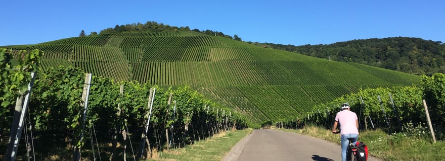 Stuttgart : visite du vignoble en vélo électrique, dégustation comprise
