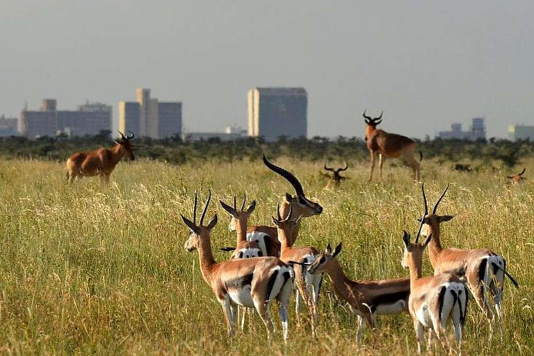 Parc national de Nairobi, orphelinat des éléphants et centre des girafes