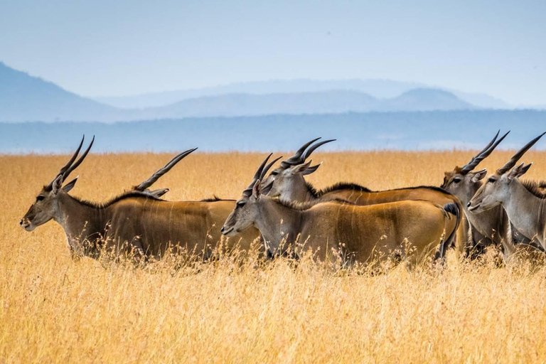 Privado 7 Días Samburu Ol pejeta L. Nakuru L. Naivasha Masai