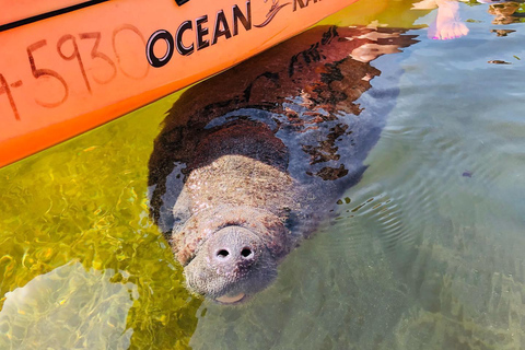 Tavernier, FL: Mangrove and Manatees Guided Kayak Eco Tour