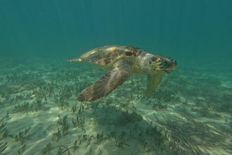 Paphos: Observação de tartarugas com snorkel Passeio de scooter marítimo