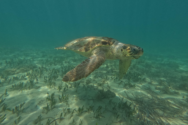 Turtle Watching Snorkeling Sea Scooter trip