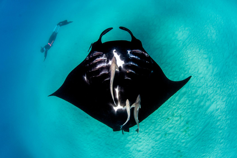Perth: 8-Day Exmouth Tour with Ningaloo Reef Comfort Tour Twin Share Room (Adults only)