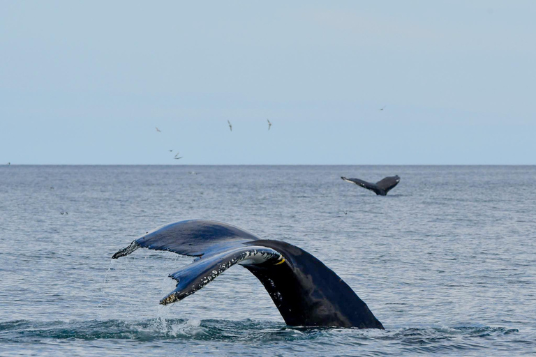 Húsavík: Whale Watching Tour with Heated Indoor Seating