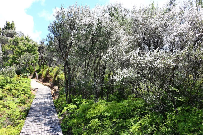 Gran Barrera: Remojo y Paseo Privado por las Aguas Termales de Kaitoke