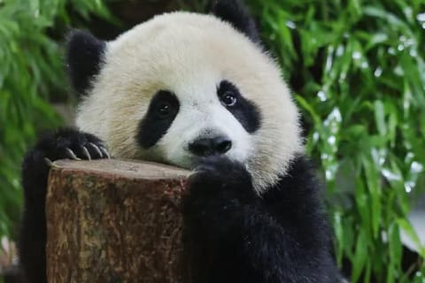 Shanghai: Giant Panda Experience and Digital Map