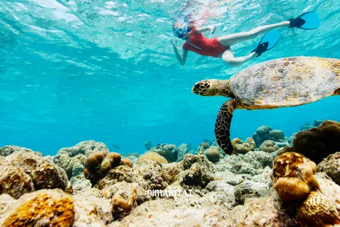 Muscat: escursione di snorkeling sull'isola di Dimaniyat con trasferimento in hotel